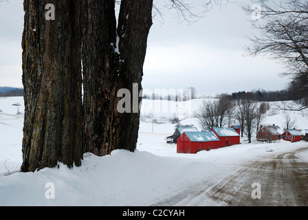 Winter auf dem Hof Jenne in Woodstock Vermont Stockfoto