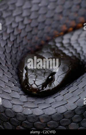 Tiger Snake (Notechis Scutatus) Nahaufnahme des Kopfes (Hochformat) Stockfoto