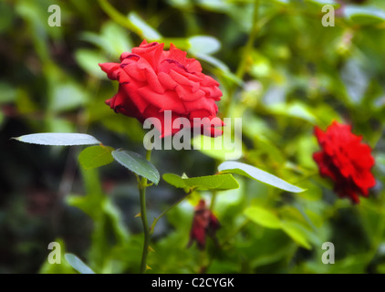 Rote Rosen Stockfoto