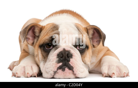 Englische Bulldogge Welpen, 4 Monate alt, vor weißem Hintergrund liegen Stockfoto