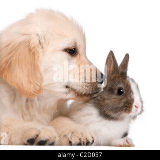 Welpen golden Retriever, 20 Wochen alt, und ein Kaninchen vor weißem Hintergrund Stockfoto