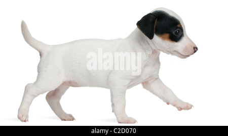 Jack Russell Terrier Welpen, 7 Wochen alt, vor weißem Hintergrund Stockfoto