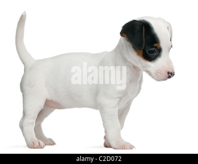 Jack Russell Terrier Welpen, 7 Wochen alt, vor weißem Hintergrund Stockfoto