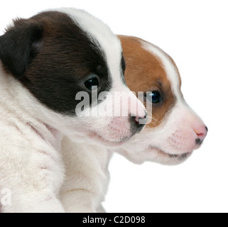 Jack Russell Terrier Welpen, 5 Wochen alt, vor weißem Hintergrund Stockfoto