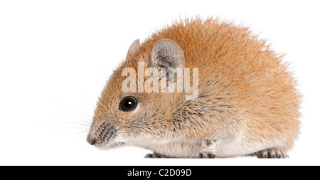 Goldene stacheligen Maus, Acomys Russatus, 1 Jahr alt, vor weißem Hintergrund Stockfoto