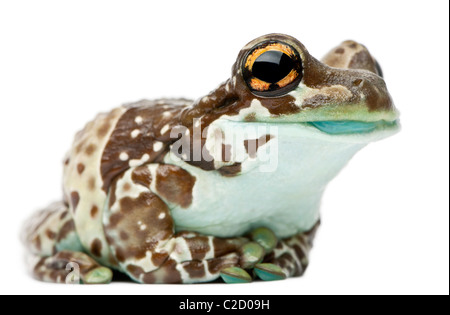 Amazon Milch Frosch, Trachycephalus Resinifictrix, vor weißem Hintergrund Stockfoto