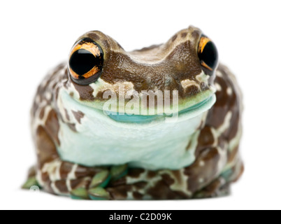 Amazon Milch Frosch, Trachycephalus Resinifictrix, vor weißem Hintergrund Stockfoto