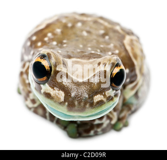 Amazon Milch Frosch, Trachycephalus Resinifictrix, vor weißem Hintergrund Stockfoto