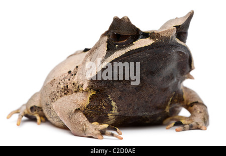 Langnasen-gehörnten Frosch, Megophrys Nasuta, 18 Monate alt, vor weißem Hintergrund Stockfoto