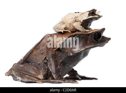 Mutter langnasigen gehörnten Frosch und ihre jungen, 18 Monate alt, Megophrys Nasuta, vor weißem Hintergrund Stockfoto