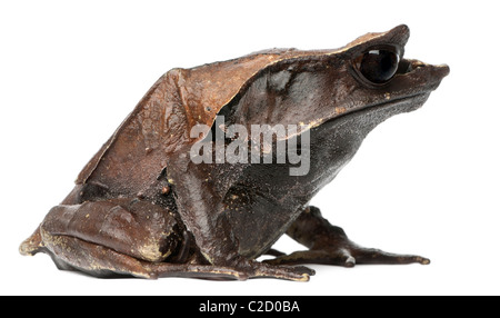 Langnasen-gehörnten Frosch, Megophrys Nasuta, vor weißem Hintergrund Stockfoto