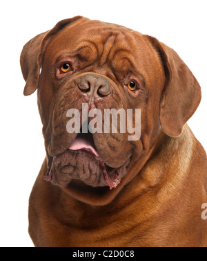 Nahaufnahme der Dogge de Bordeaux, 20 Monate alt, vor weißem Hintergrund Stockfoto