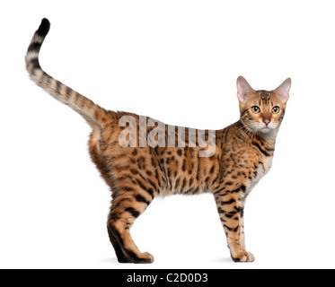 Bengal-Katze, 7 Monate alt, vor weißem Hintergrund Stockfoto