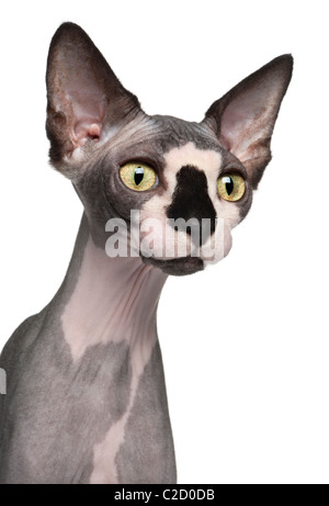 Nahaufnahme der Sphynx Katze, 8 Monate alt, vor weißem Hintergrund Stockfoto