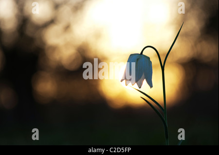 Fritillaria Meleagris. Schlangen Kopf Fritillary Wildblumen in der englischen Landschaft bei Sonnenaufgang. Nordwiese. Cricklade, Wiltshire, UK. Silhouette Stockfoto