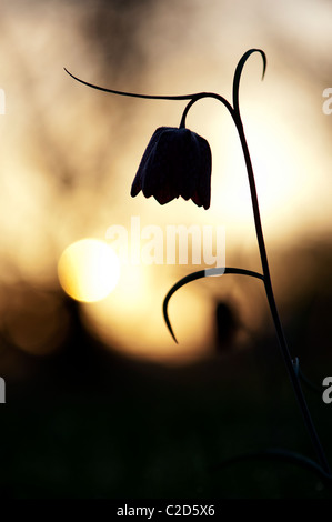 Fritillaria Meleagris. Schlangen Kopf Fritillary Wildblumen in der englischen Landschaft bei Sonnenaufgang. Nordwiese. Cricklade, Wiltshire, UK. Silhouette Stockfoto