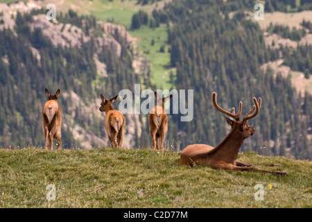 Ein Stier Elch und drei Kälber ruhen auf hohen Bergwiese im Rocky Mountain National Park. Stockfoto