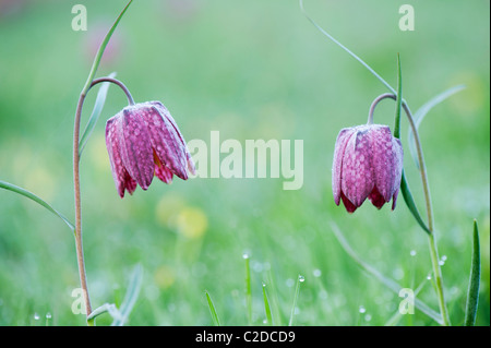 Fritillaria Meleagris. Schlangen Kopf Fritillary Wildblumen in der englischen Landschaft. Nordwiese, Cricklade, England Stockfoto