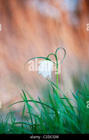 Fritillaria Meleagris. Schlangen Kopf Fritillary Wildblumen in der englischen Landschaft. Nordwiese, Cricklade, England Stockfoto