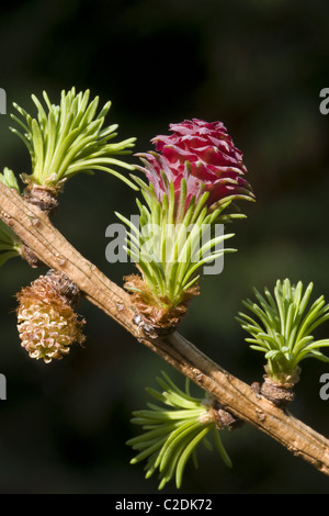 Die weibliche Blüte und neue Blätter des Baumes Europäische Lärche (Larix Decidua) Stockfoto