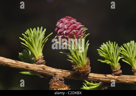 Die weibliche Blüte und neue Blätter des Baumes Europäische Lärche (Larix Decidua) Stockfoto