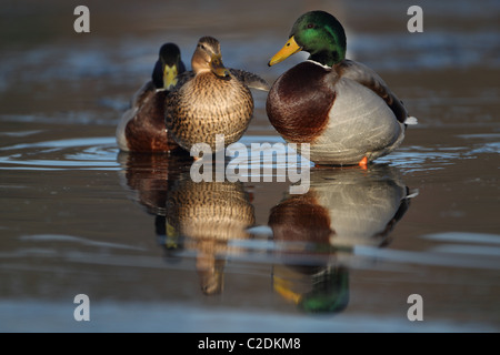 Stockente (Anas Platyrhynchus) Stockfoto