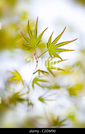 Neue frische Frühlingsluft Blätter von Acer Japonica - japanische Ahorn Stockfoto