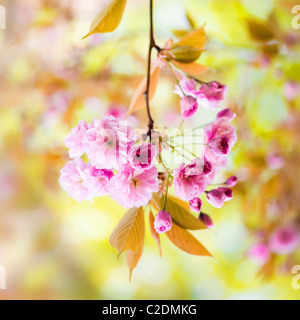 Kirschblüte Blüten von Prunus Kanzan AGM Stockfoto