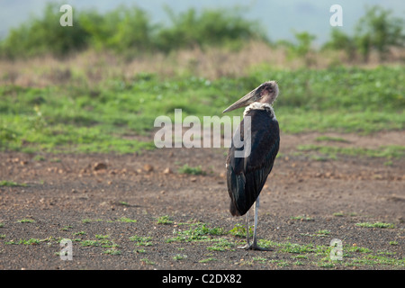 Marabou Storch (Leptoptilos Crumeniferus) Stockfoto