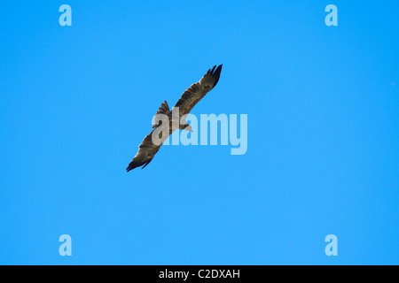 Tawny Eagle (Aquila Rapax) Stockfoto