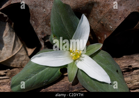 Zwerg oder Schnee Trillium Trillium Nivale Fluss Wohnungen S Michigan USA Stockfoto