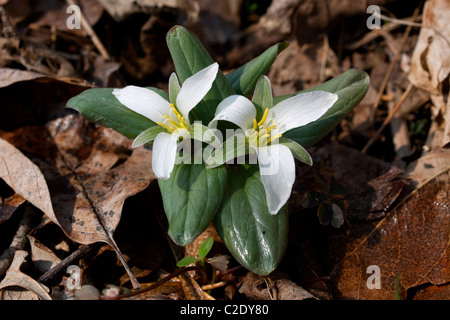 Zwerg oder Schnee Trillium Trillium Nivale Fluss Wohnungen S Michigan USA Stockfoto