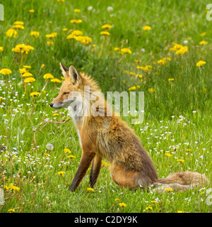 Rotfuchs sitzend inmitten von Frühlingsblumen Stockfoto