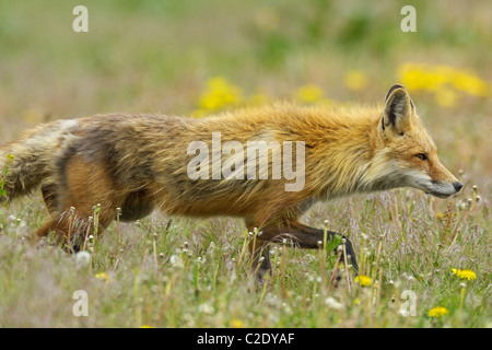 Roter Fuchsjagd in Blumen Stockfoto