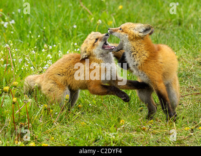 Rotfuchs Babys beim spielen. Stockfoto