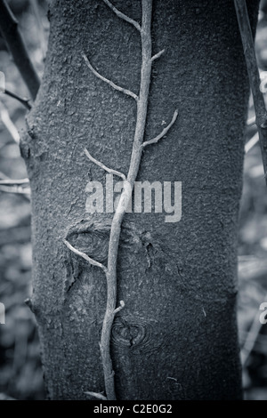 schwarz / weiß Bild von Efeu Klettern auf einem Baumstamm Stockfoto