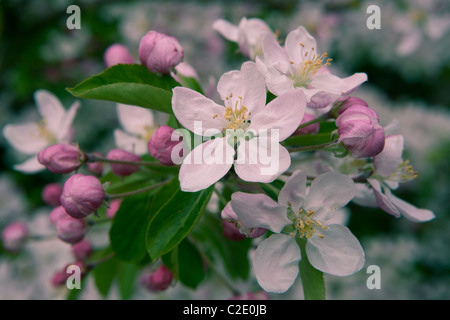 Rosa Kirschblüten Stockfoto