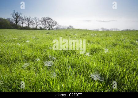 Spinnweben und Tau auf dem Rasen im Eastfield lokalen Naturreservat mit Woodbirds Hill peeping durch den Dunst in der Ferne. Stockfoto