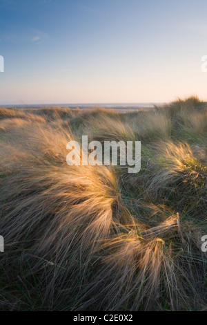 Berrow Dünen. Somerset. England. VEREINIGTES KÖNIGREICH. Stockfoto