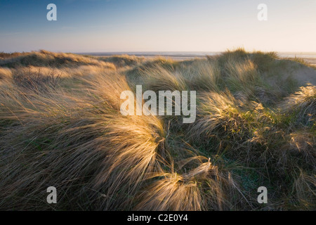 Berrow Dünen. Somerset. England. VEREINIGTES KÖNIGREICH. Stockfoto