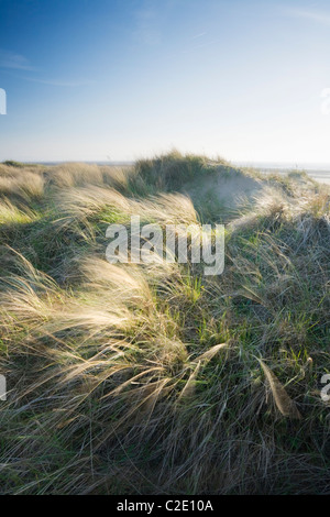 Berrow Dünen. Somerset. England. VEREINIGTES KÖNIGREICH. Stockfoto