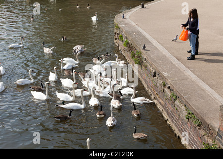 Fütterung der Schwäne am Fluss Avon in Stratford-upon-Avon, Warwickshire, England, UK Stockfoto