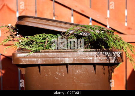 braun gelbe Tonne mit grünen Leylandii Sträucher ragte aus es und Deckel nicht richtig geschlossen, im Vereinigten Königreich Stockfoto