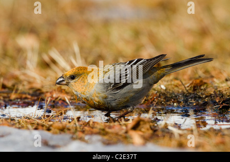 Kiefer Grosbeak Pinicola Enucleator weibliche Trinkwasser aus Boden im Wald der Taiga im Norden Finnlands Stockfoto