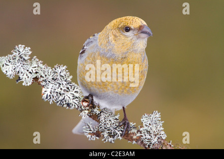 Kiefer Grosbeak Pinicola Enucleator männlich auf Flechten bedeckt Niederlassung in Taiga-Wald im Norden Finnlands Stockfoto