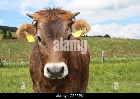 Nahaufnahme der braune Kuh auf einer Wiese Stockfoto