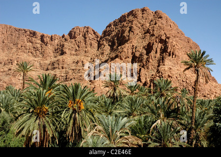Dades Tal, Ouarzazate Province, Sous-Massa-Draa, hoher Atlas, Marokko, Afrika, Stockfoto