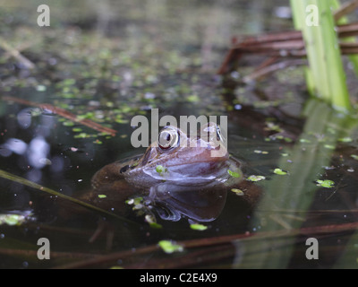 Ein Frosch in einen Gartenteich im Frühjahr. Lincolnshire, England. Stockfoto
