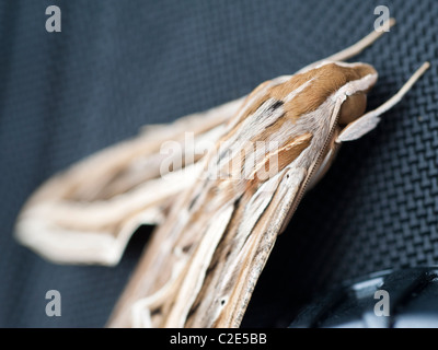 Nahaufnahme Detail von einem ägyptischen Hawkmoth ruht auf einem schwarzen Hintergrund material Stockfoto