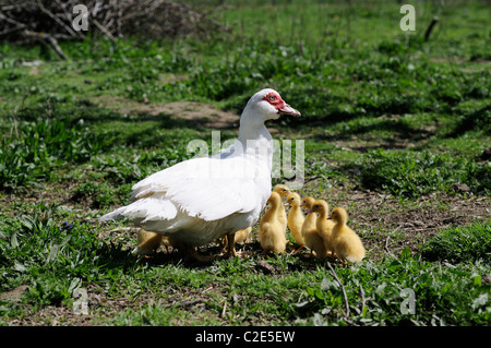 Stock Foto von 12 Entenküken nach der Entenmutter. Stockfoto